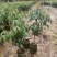 A4无核荔枝嫁接苗，大小规格都有，果大，水分充足