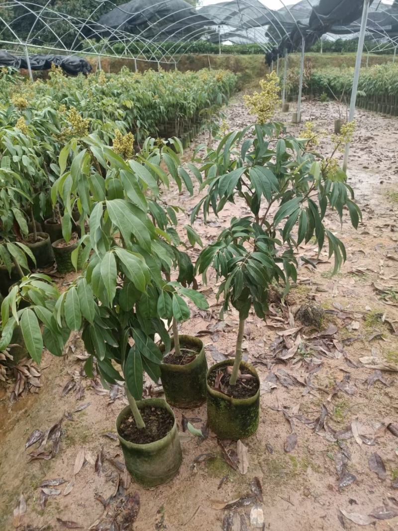 A4无核荔枝嫁接苗，大小规格都有，果大，水分充足