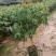 A4无核荔枝嫁接苗，大小规格都有，果大，水分充足