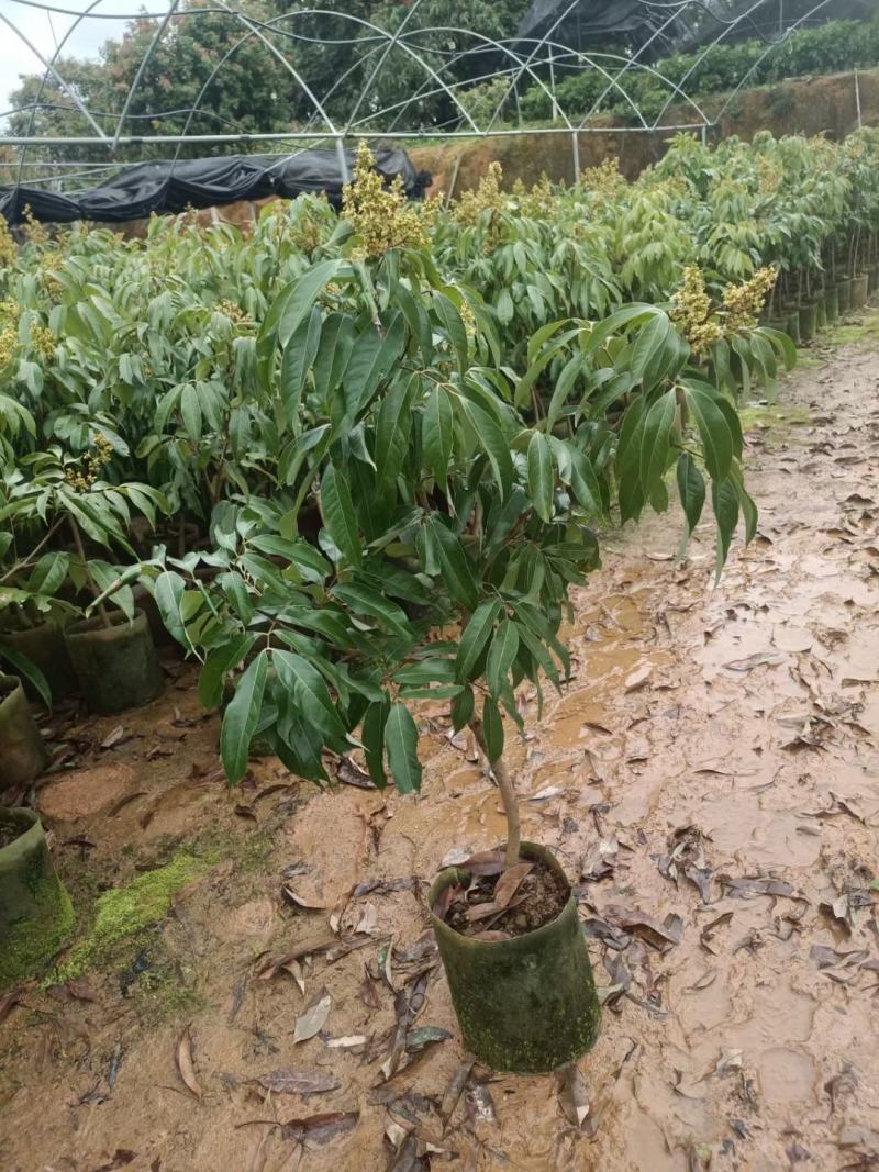A4无核荔枝嫁接苗，大小规格都有，果大，水分充足