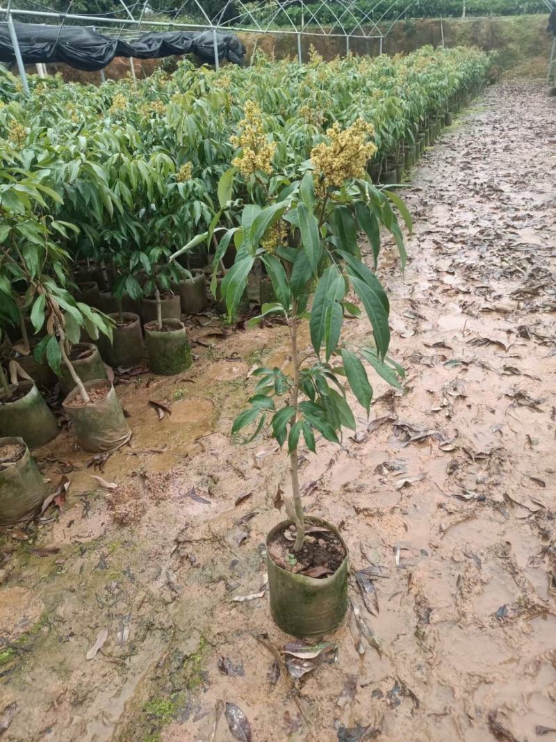 A4无核荔枝嫁接苗，大小规格都有，果大，水分充足