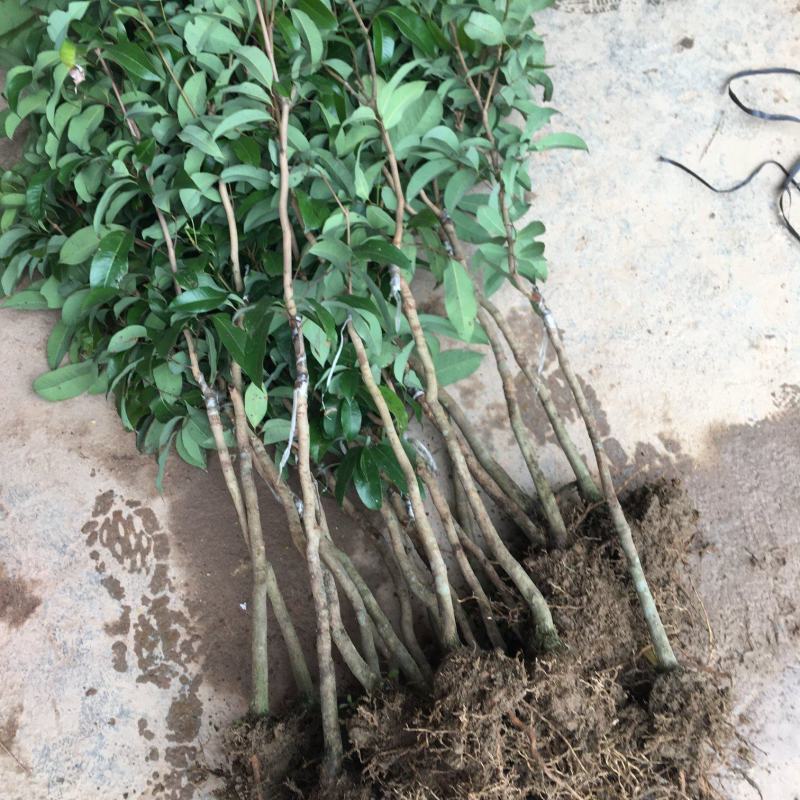 A4无核荔枝嫁接苗，大小规格都有，果大，水分充足