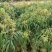 A4无核荔枝嫁接苗，大小规格都有，果大，水分充足