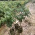 A4无核荔枝嫁接苗，大小规格都有，果大，水分充足