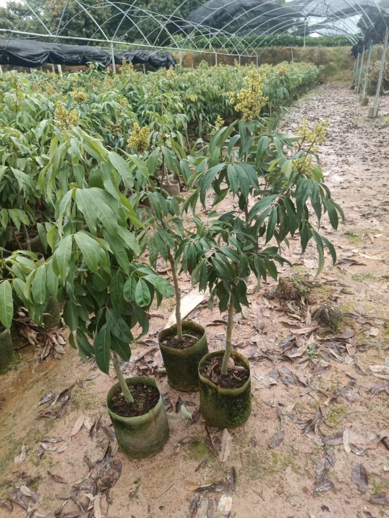 A4无核荔枝嫁接苗，大小规格都有，果大，水分充足