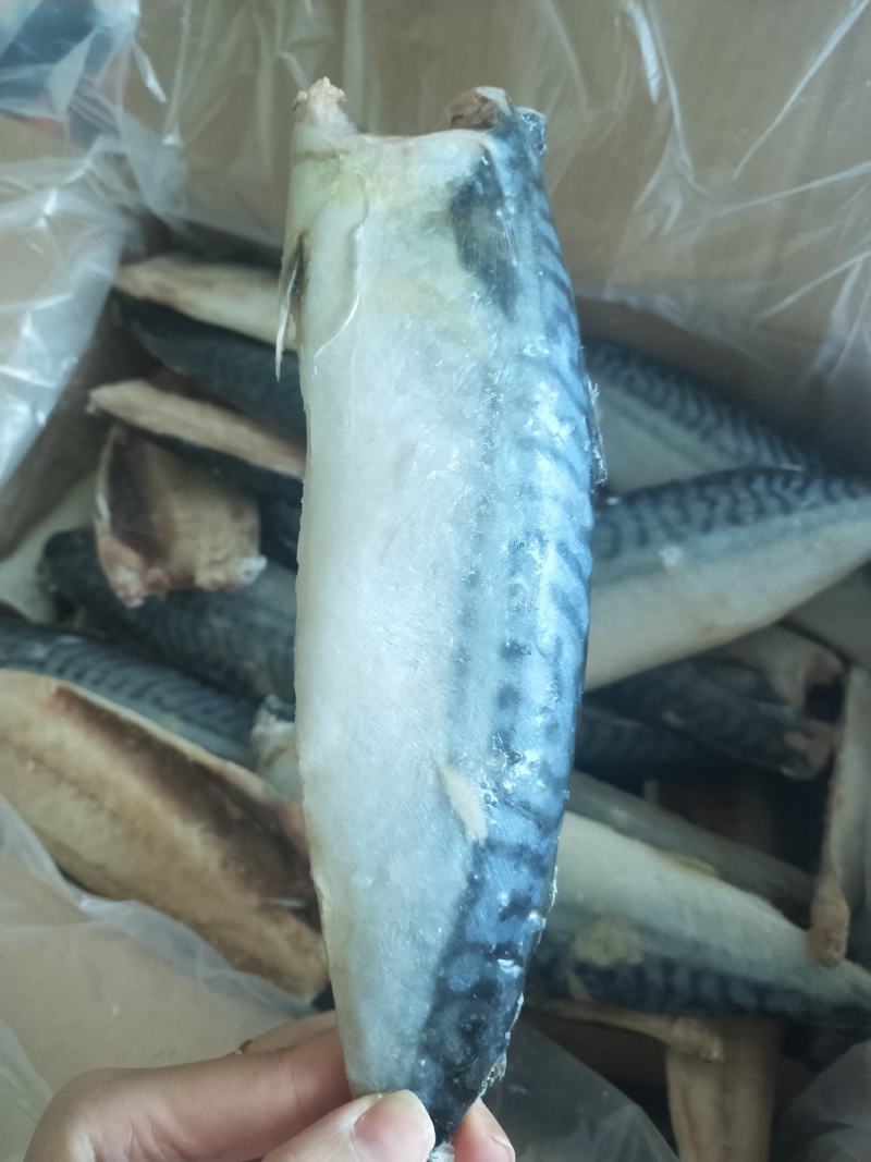 挪威进口青花鱼片规格全