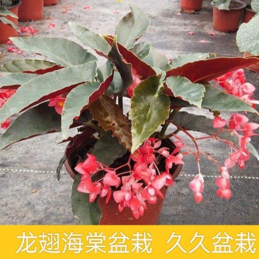 龙翅海棠盆栽海棠带花苞发货四季开花植物阳台花卉客厅