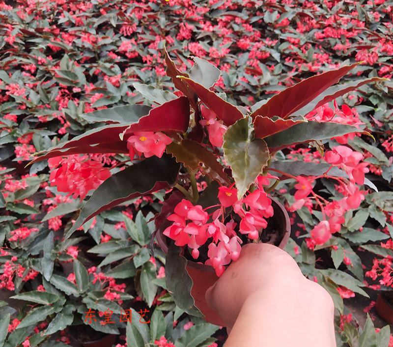 龙翅海棠盆栽海棠带花苞发货四季开花植物阳台花卉客厅