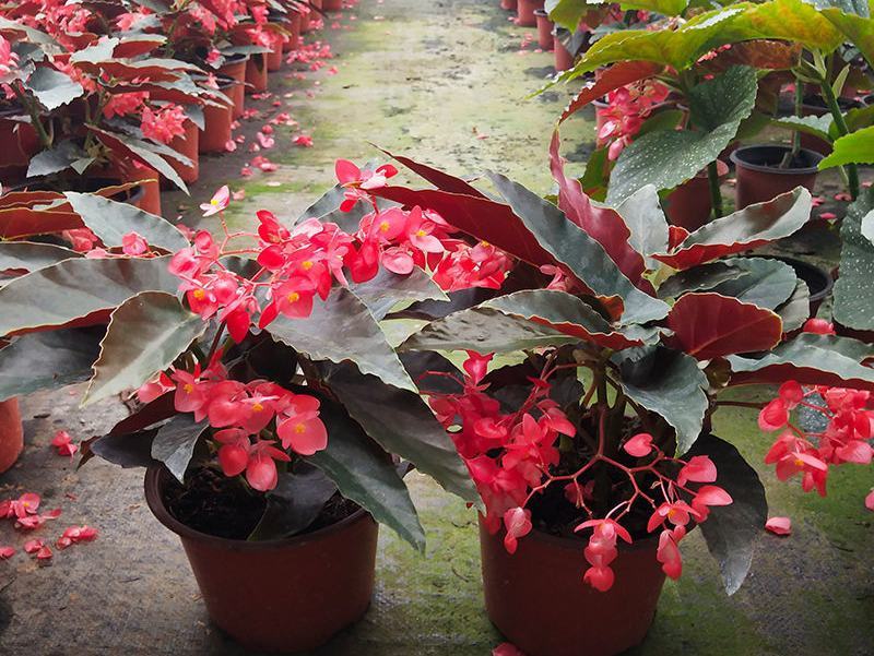 龙翅海棠盆栽海棠带花苞发货四季开花植物阳台花卉客厅