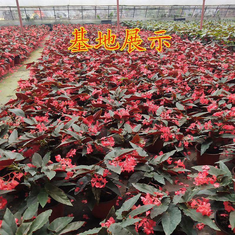 龙翅海棠盆栽海棠带花苞发货四季开花植物阳台花卉客厅