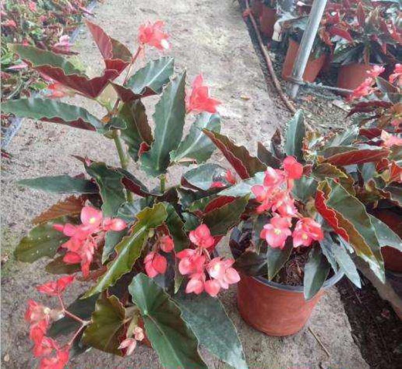 龙翅海棠盆栽海棠带花苞发货四季开花植物阳台花卉客厅