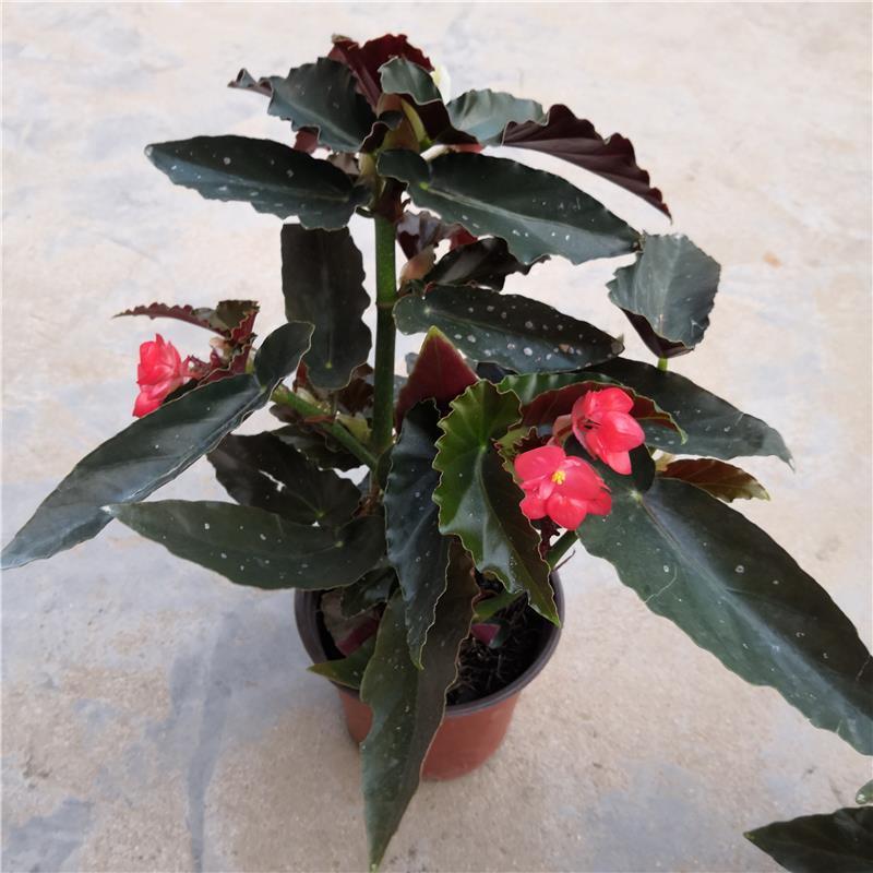龙翅海棠盆栽海棠带花苞发货四季开花植物阳台花卉客厅