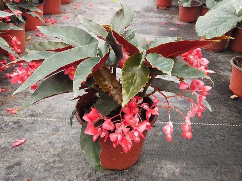 龙翅海棠盆栽海棠带花苞发货四季开花植物阳台花卉客厅