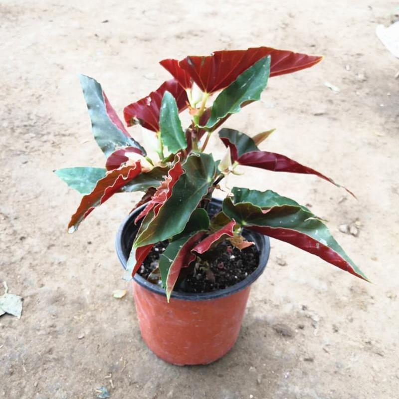 龙翅海棠盆栽海棠带花苞发货四季开花植物阳台花卉客厅