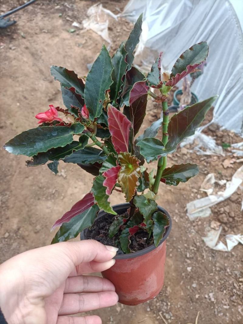 龙翅海棠盆栽海棠带花苞发货四季开花植物阳台花卉客厅