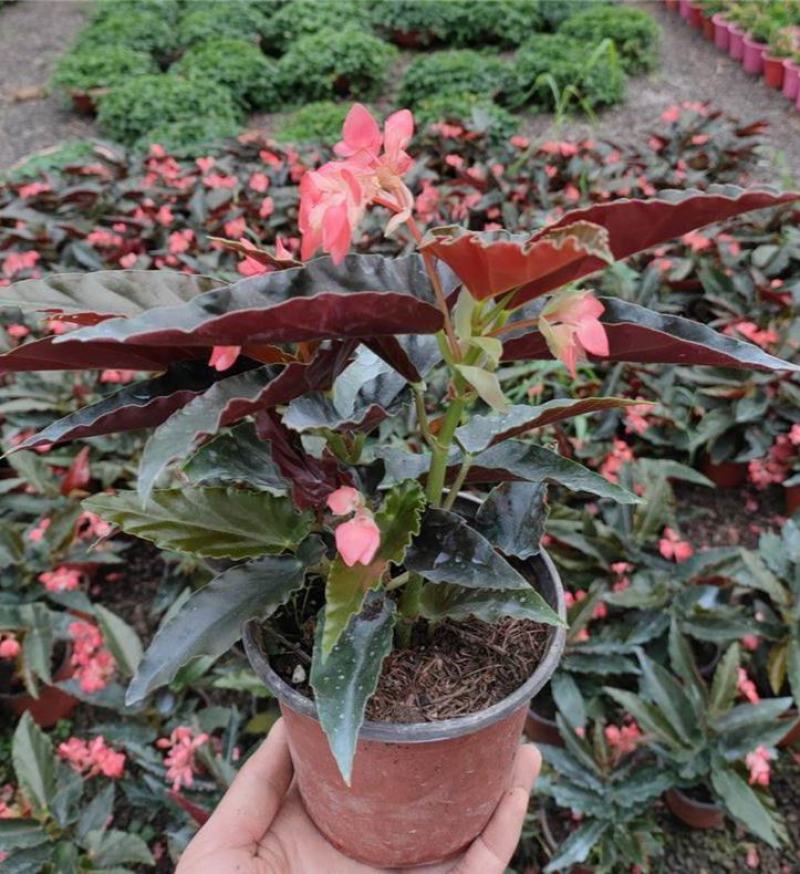 龙翅海棠盆栽海棠带花苞发货四季开花植物阳台花卉客厅