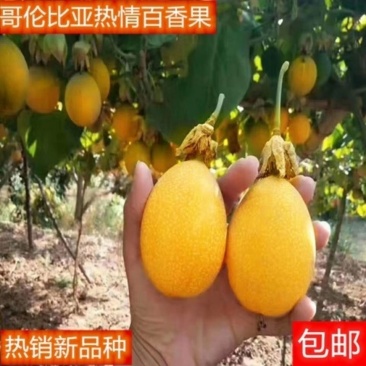 哥伦比亚热情百香果苗，大量现货出售，果甜，汁多