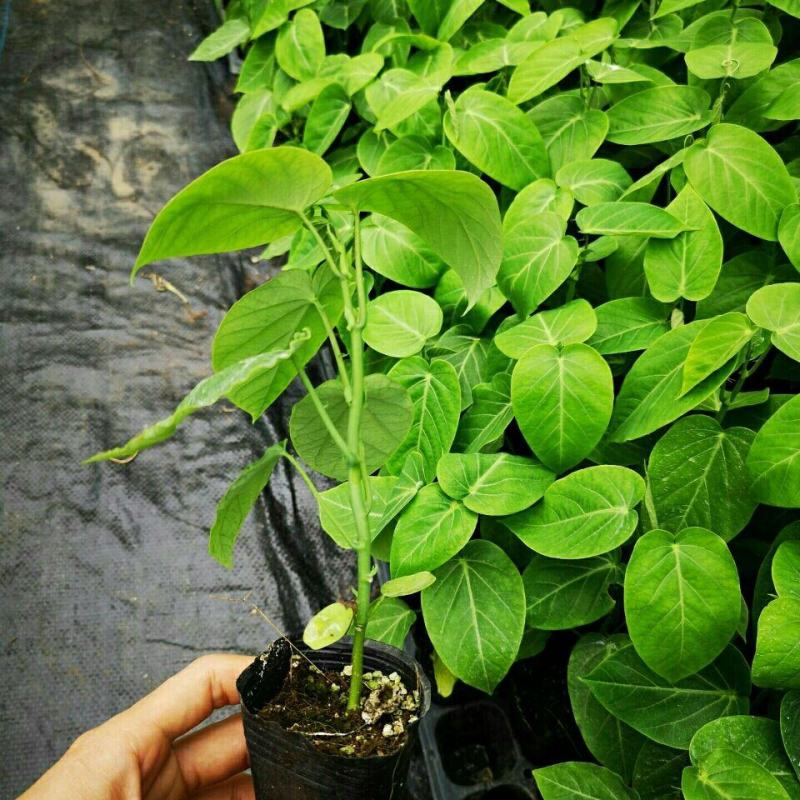 哥伦比亚热情百香果苗，大量现货出售，果甜，汁多