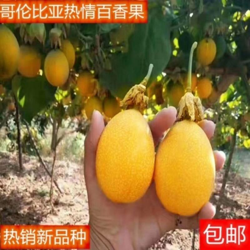哥伦比亚热情百香果苗，大量现货出售，果甜，汁多