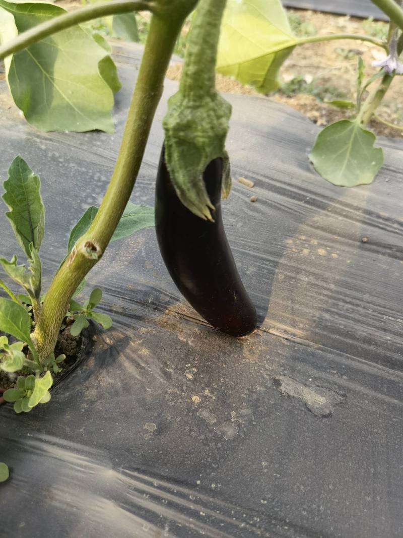 北京本地园茄长茄，自然授粉果皮薄肉质软嫩，不是嫁接的那种