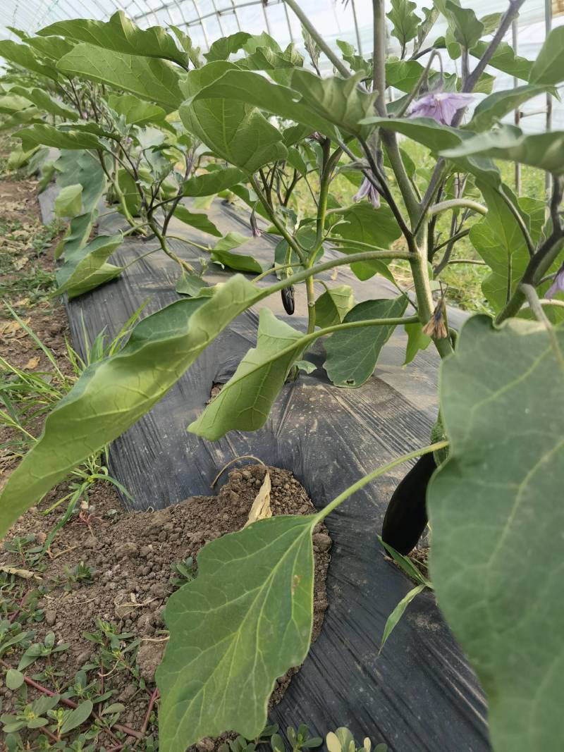 北京本地园茄长茄，自然授粉果皮薄肉质软嫩，不是嫁接的那种