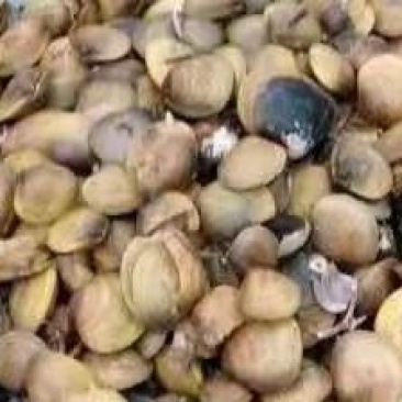 河蚬，