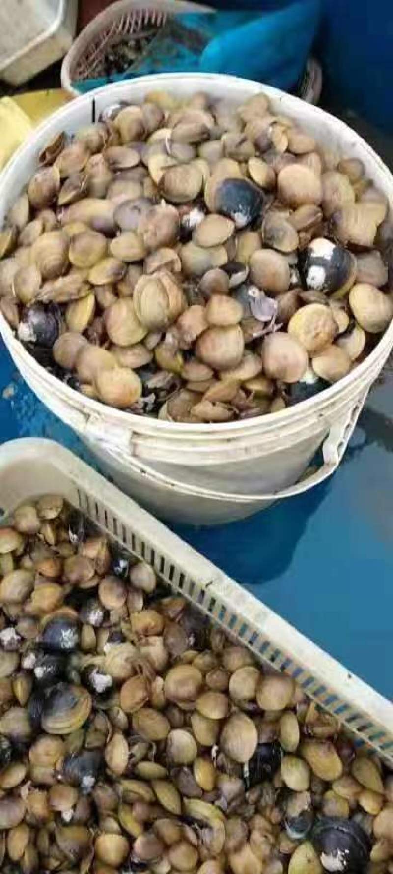河蚬，