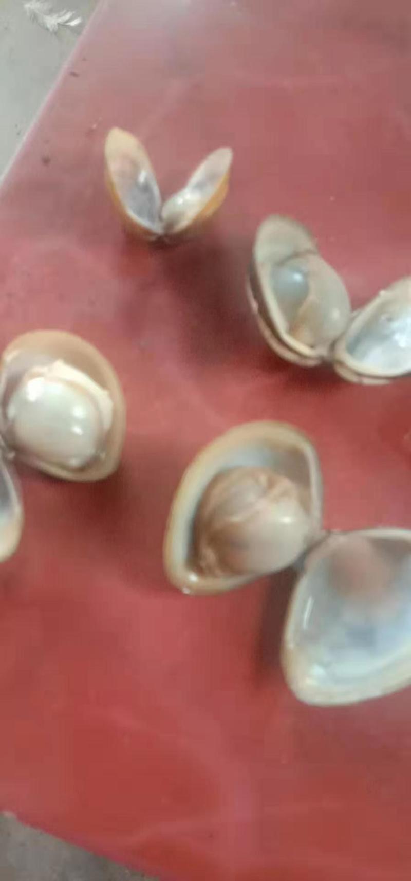 河蚬，