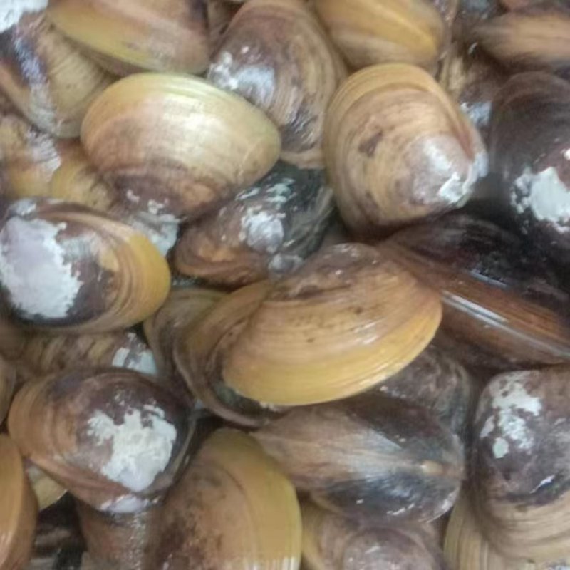 河蚬，