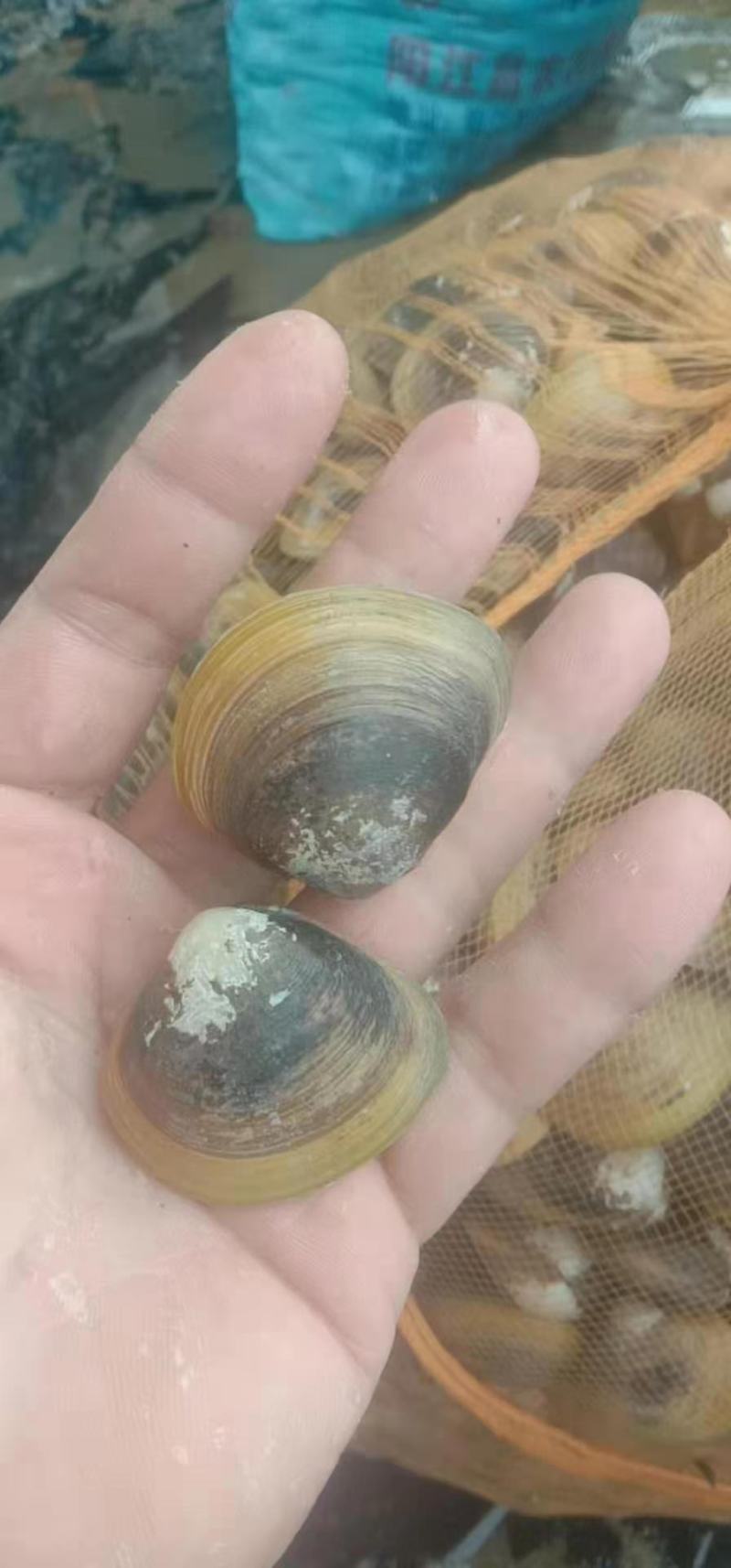 河蚬，