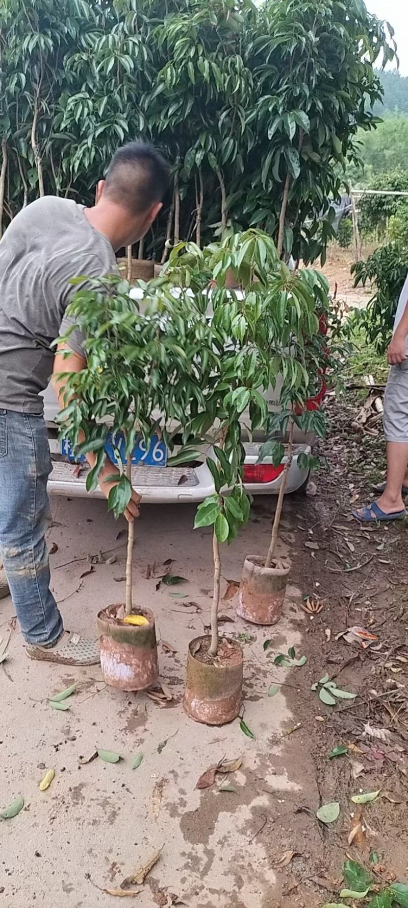 妃子笑荔枝嫁接苗，大小规格都有，皮薄肉厚，核小