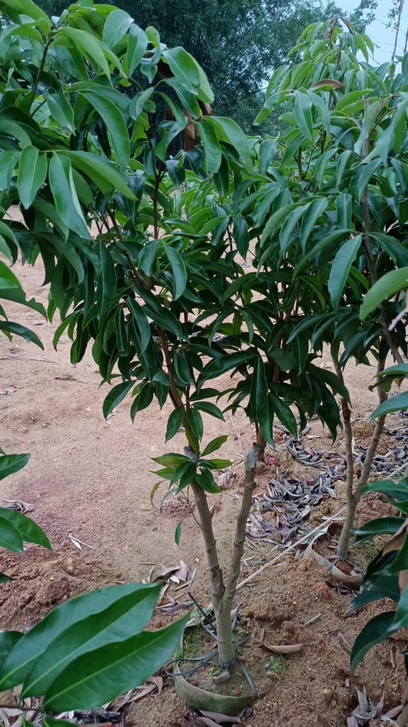 妃子笑荔枝嫁接苗，大小规格都有，皮薄肉厚，核小