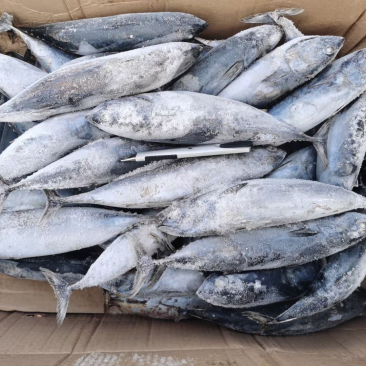 炸弹鱼100-300炸弹西瓜皮全规格都有货
