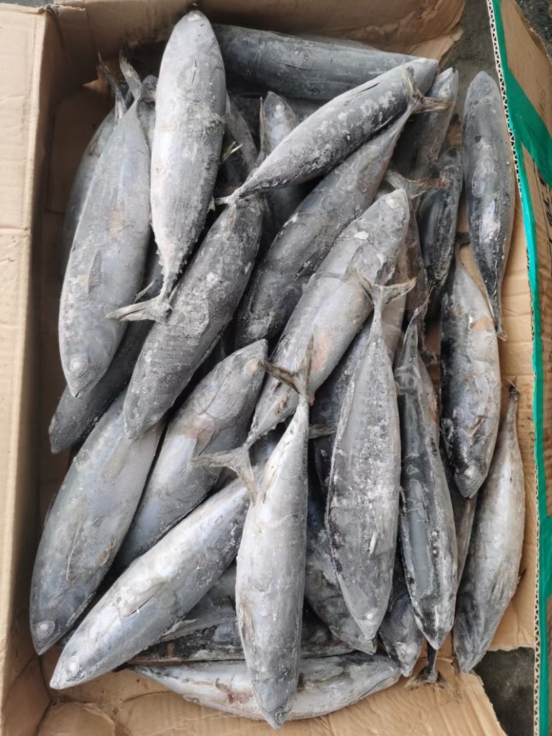炸弹鱼100-300炸弹西瓜皮全规格都有货
