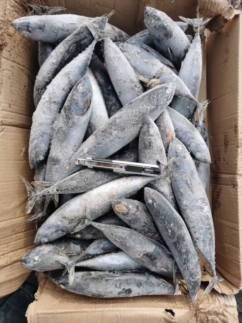 炸弹鱼100-300炸弹西瓜皮全规格都有货