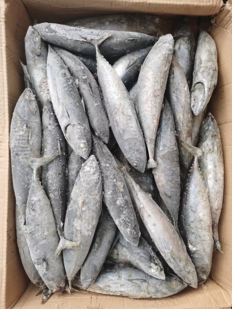 炸弹鱼100-300炸弹西瓜皮全规格都有货