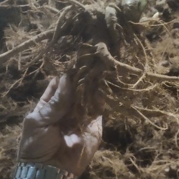 云南文山三七自产自销