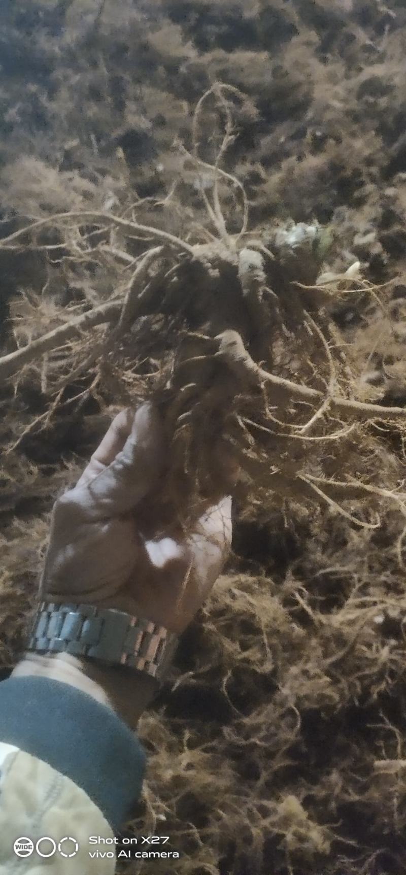 云南文山三七自产自销
