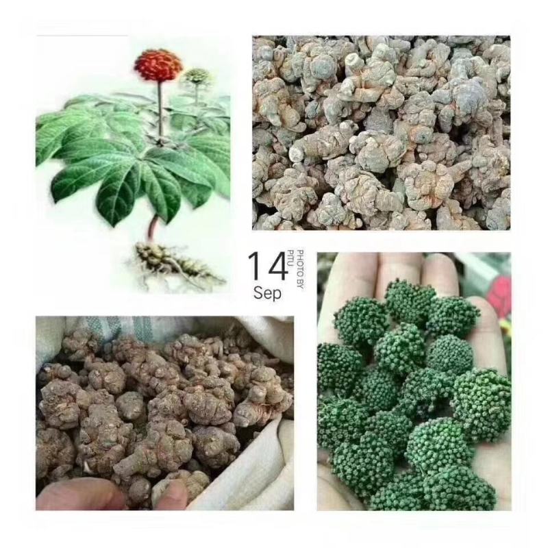 云南文山三七自产自销