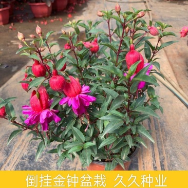 倒挂金钟盆栽花卉灯笼花室内外阳台植物好养活四季开花带花