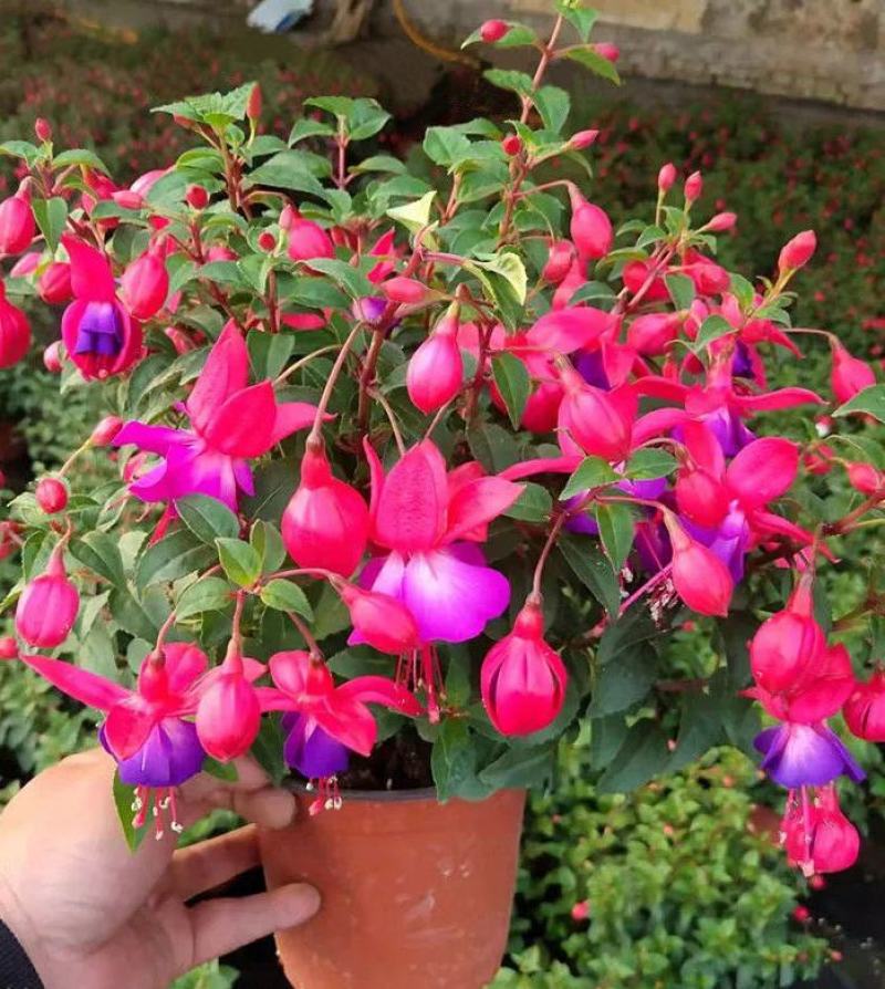 倒挂金钟盆栽花卉灯笼花室内外阳台植物好养活四季开花带花