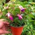 倒挂金钟盆栽花卉灯笼花室内外阳台植物好养活四季开花带花