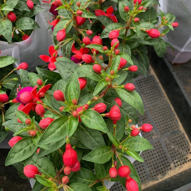 倒挂金钟盆栽花卉灯笼花室内外阳台植物好养活四季开花带花