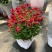 倒挂金钟盆栽花卉灯笼花室内外阳台植物好养活四季开花带花
