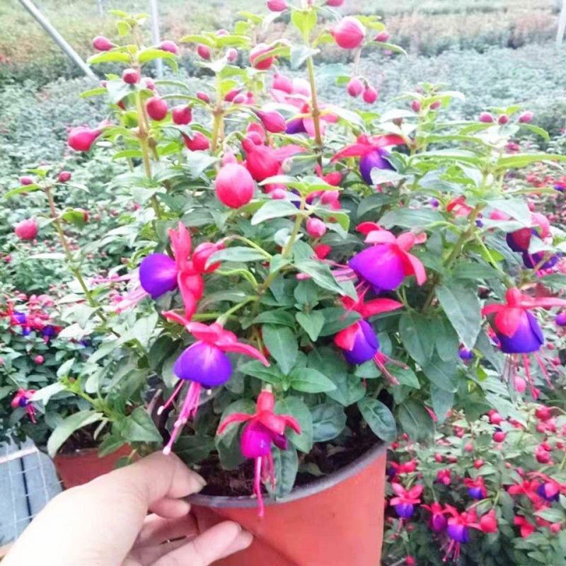 倒挂金钟盆栽花卉灯笼花室内外阳台植物好养活四季开花带花