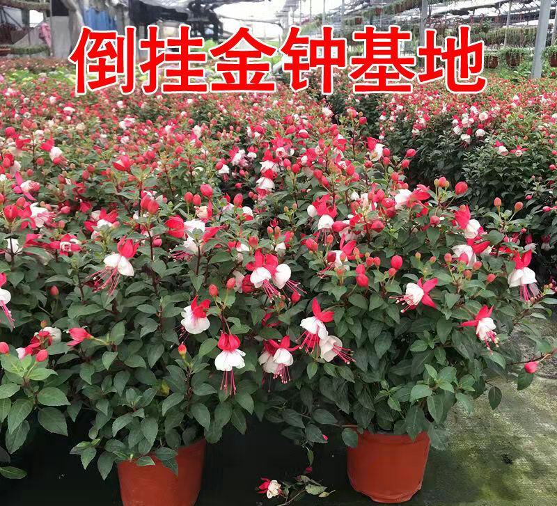 倒挂金钟盆栽花卉灯笼花室内外阳台植物好养活四季开花带花