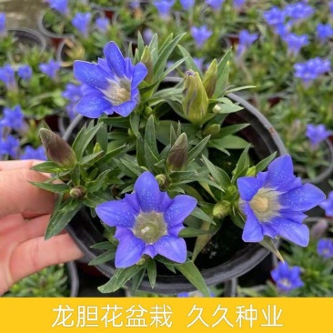 龙胆花盆栽花苗海洋之心庭院阳台宿根耐寒好养花卉观赏植物