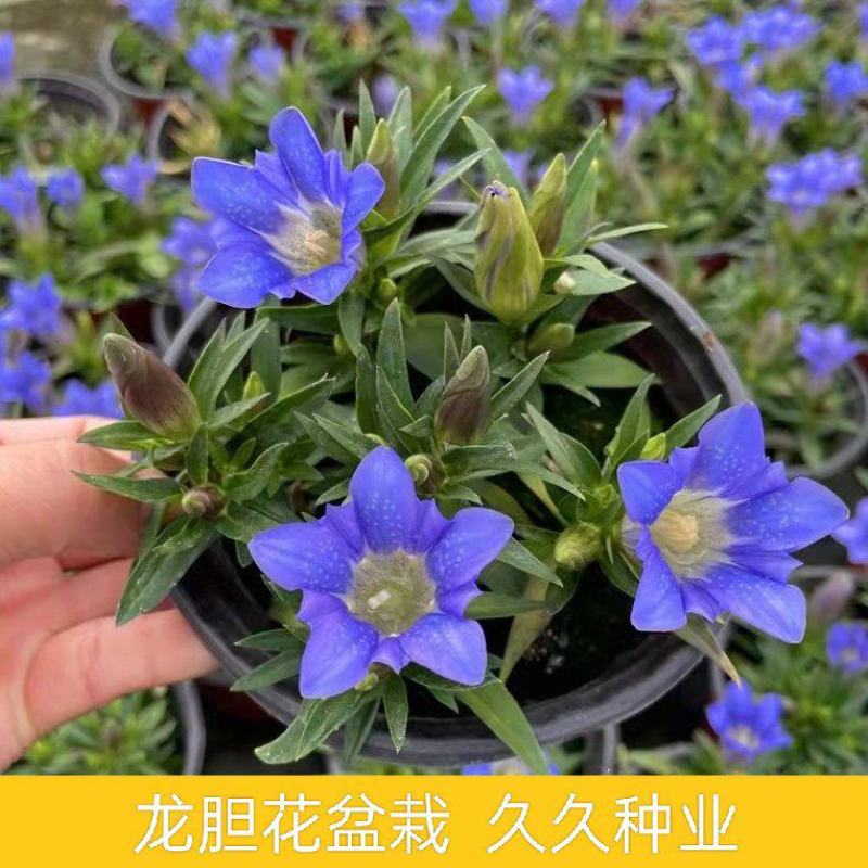 龙胆花盆栽花苗海洋之心庭院阳台宿根耐寒好养花卉观赏植物