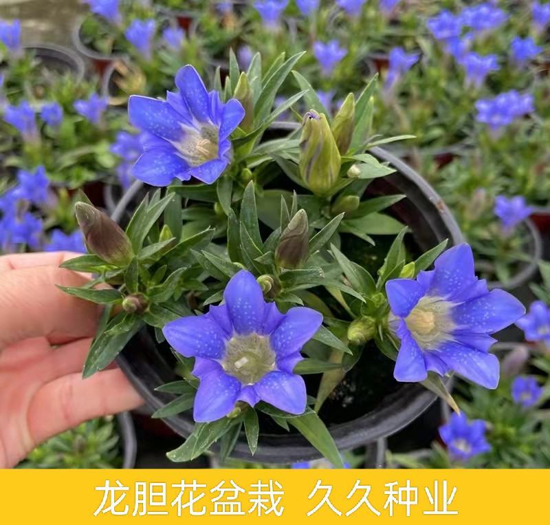 龙胆花盆栽花苗海洋之心庭院阳台宿根耐寒好养花卉观赏植物