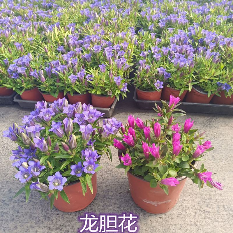 龙胆花盆栽花苗海洋之心庭院阳台宿根耐寒好养花卉观赏植物